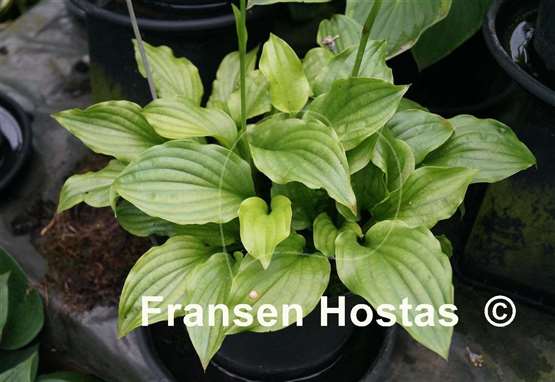 Hosta Sun Catcher